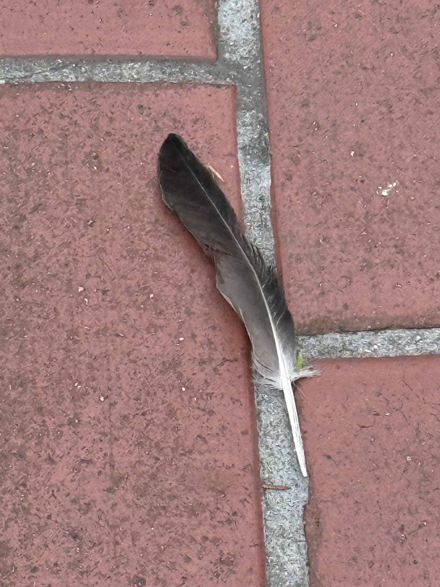dark feather on a brick walkway