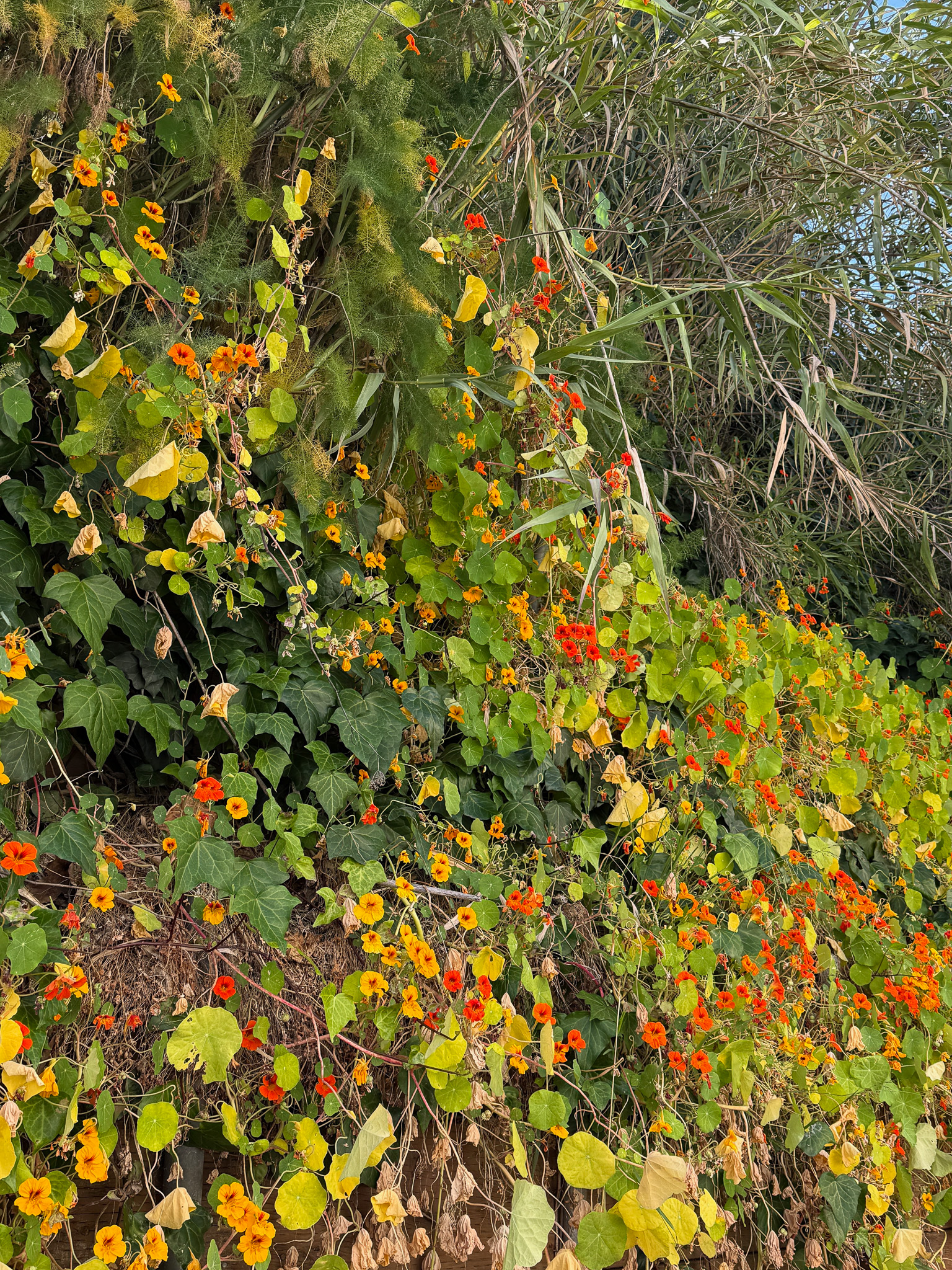 a hillside of pampas grass and nasturtiums