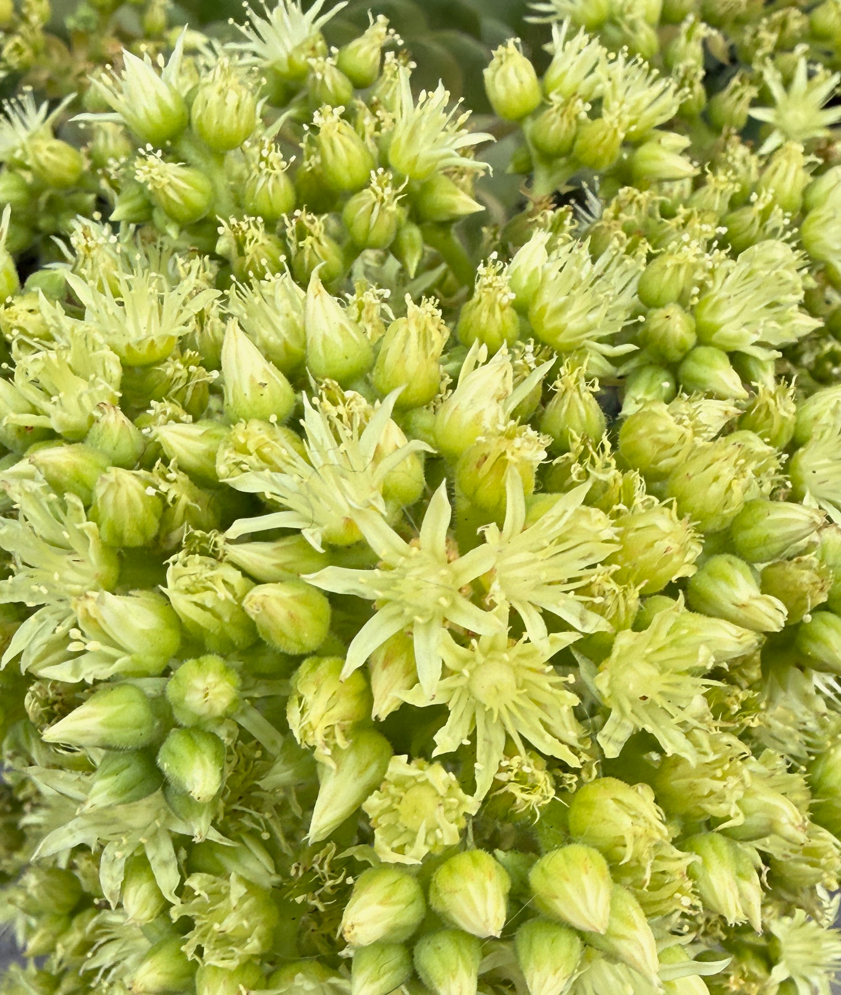 flowers that are tiny and yellow-green