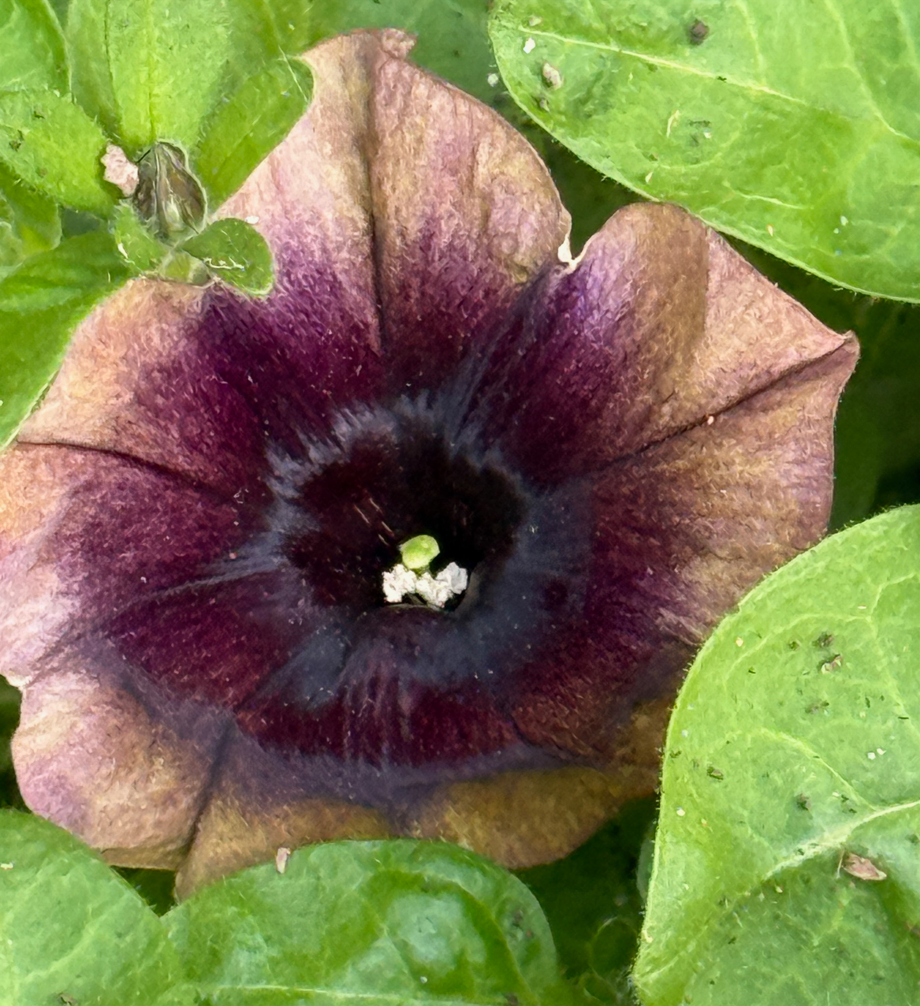 Dark burgundy pansy