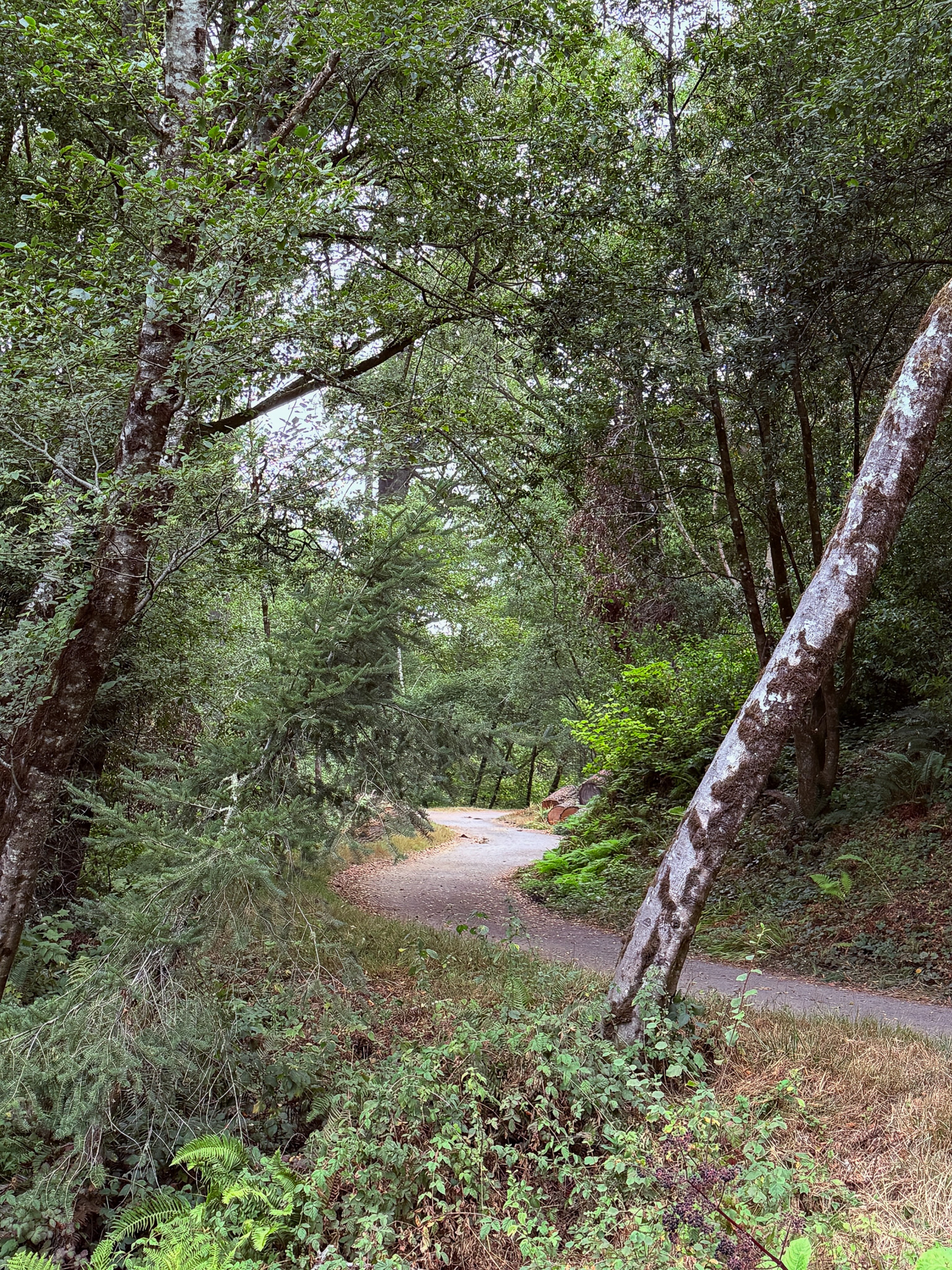 dense forest with a s shaped curvy path cutting through it leading to around a corner